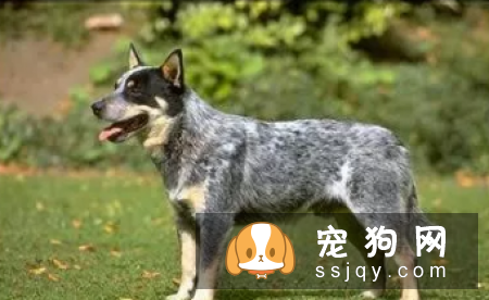 哪种狗最聪明最通人性 狗狗智商排名表