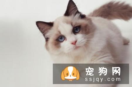 猫咪感染寄生虫应该如何治疗