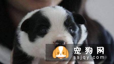 狗狗能不能吃猫粮，狗狗吃猫粮对身体有影响吗?