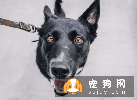 狗狗在叫时处于什么状态