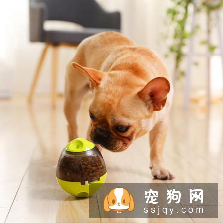 为什么要给狗狗玩漏食球，狗狗应该如何使用漏食球