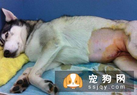 狗狗绝育有风险吗