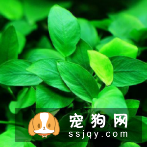 吉利榕叶的栽培方法及习性|图片