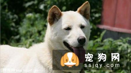 韩国金刀犬智商高吗,怎么养|图片|价格