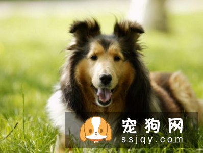 什么狗最聪明最好训? 看看有你家狗狗吗?