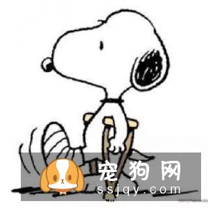 狗狗到底该不该穿鞋？