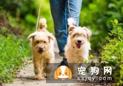狗狗耳毛过长，应该怎么给狗狗拔耳毛
