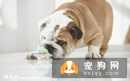 狗狗吐白沫的四大原因_宠物频道
