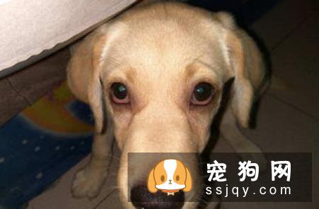 常见的狗狗眼部疾病有哪些 狗狗眼部疾病盘点