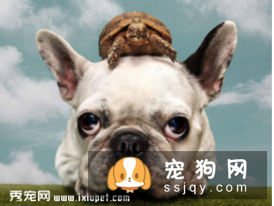 立耳品种的狗狗 不立耳需要做手术吗？