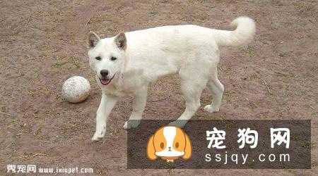 韩国金刀犬智商高吗,怎么养|图片|价格