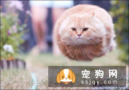 小鹿犬为什么要断尾_小鹿犬多少钱一只|智商