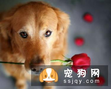 5种不忠心的狗狗 前三是狗界三傻!