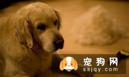 长毛狗狗的毛发应该如何护理