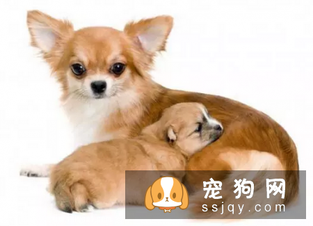 狗狗怀孕迎接新生命，您准备好了吗?