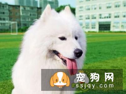 在家就可以给狗狗做的体检大法