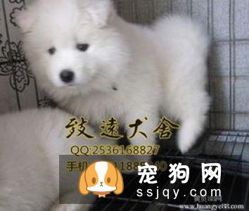 萨摩耶犬喂养有什么要注意的 萨摩耶犬喂养注意事项