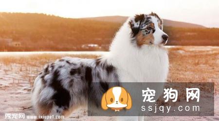 澳洲牧羊犬的外形特征及饲养方法