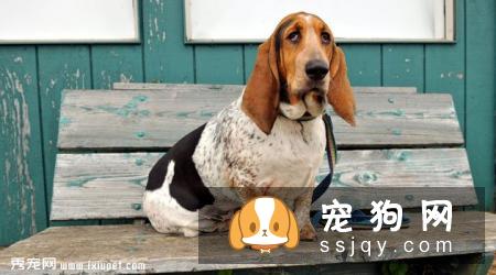 巴吉度猎犬好养吗,怎样训练巴吉度猎犬