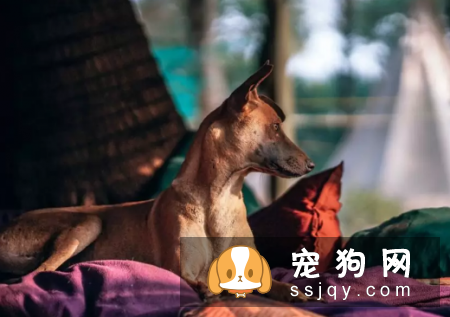 狗狗是何如传染这些疾病,找到病症对症下药!
