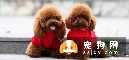 宠仔圈社交电商平台轻松分享赚钱的方法