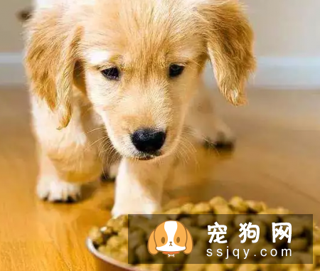 怎么改善狗狗肠胃不好的问题