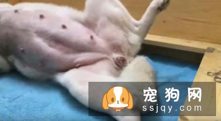 狗狗分娩过程是怎样的？