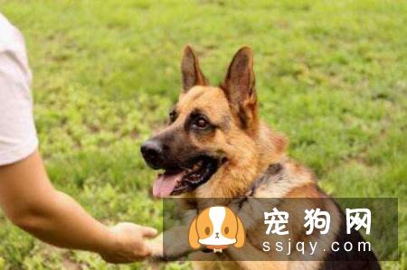 如何训练狗狗握手