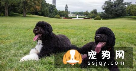 宠物为什么那么挑食?了解这些找到根源