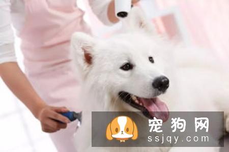 狗狗夏天洗澡不得不知的4大注意事项