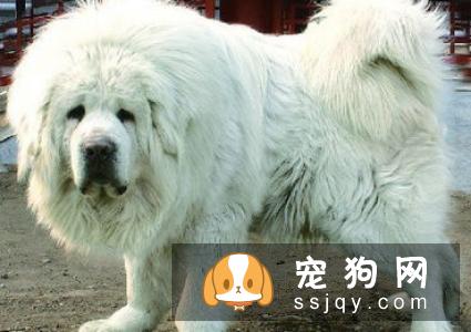 狗狗能喝牛奶吗 狗狗喝牛奶好不好?