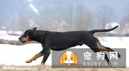 奥地利黑褐猎犬的基本特征及训练方法_饲养|图片