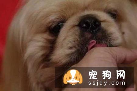 狗狗疯狂舔脚是什么原因