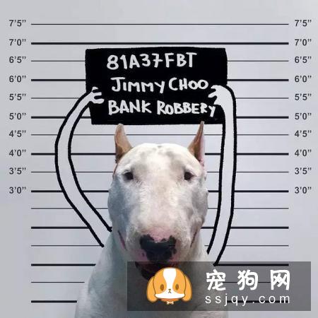 患有‘暴躁症’的狗狗会有什么样的结局?