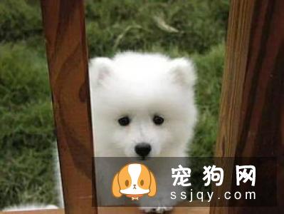 狗狗狼吞虎咽 吃太快有这些危害