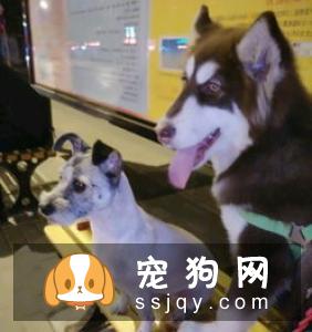 有宠物的家庭如何接待客人