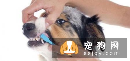 大多数三岁以上的狗狗都患有各种牙齿疾病