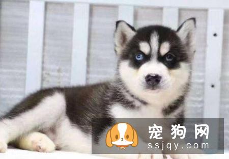 哈士奇什么时候要打预防针 哈士奇预防针疫苗种类与接种时间介绍