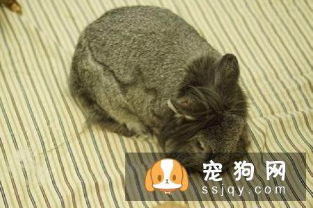 宠物会患抑郁症吗，有什么现状？主人的抑郁对宠物有何影响？