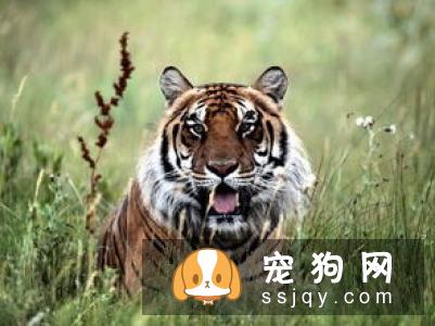 狗狗脚底毛怎么清洁