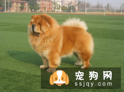 世界十大最忠诚的狗的排名