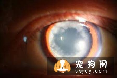 狗狗白内障有什么症状，应该怎么预防