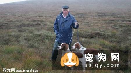 荷兰猎鸟犬的特征及生活习性|饲养|图片