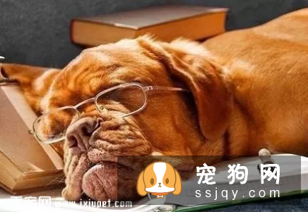 狗狗的一生会经历的四个阶段
