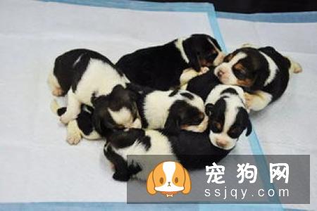 常见的生殖系统疾病都有哪些