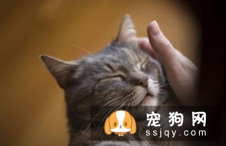 狗狗口臭用什么最管用 99%的铲屎官都不知道的事