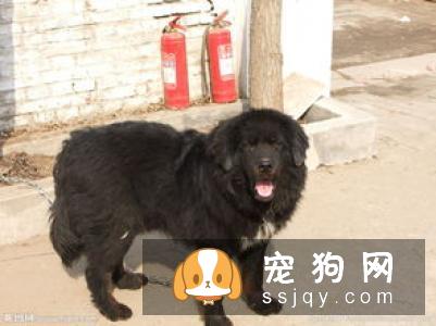 如何看出藏獒纯不纯？