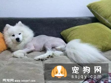 夏天试图让你的宠物凉快一些