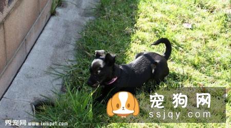 小型葡萄牙波登可犬训练方法_多少钱一只