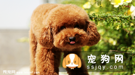 葡萄牙水犬和泰迪区别_怎么辨别葡萄牙水犬？